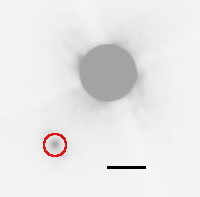 Example high resolution and high contrast adaptive optics image of one of our stars where we have detected a comoving companion, shown within the red circle. 